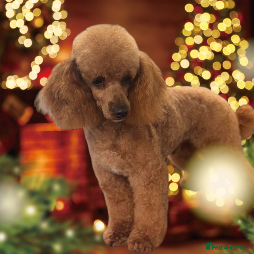 Toy Poodle dogs for stud: Five ⭐️ licensed breeder KC Toy Poodle for Stud in Prudhoe - Advert 3