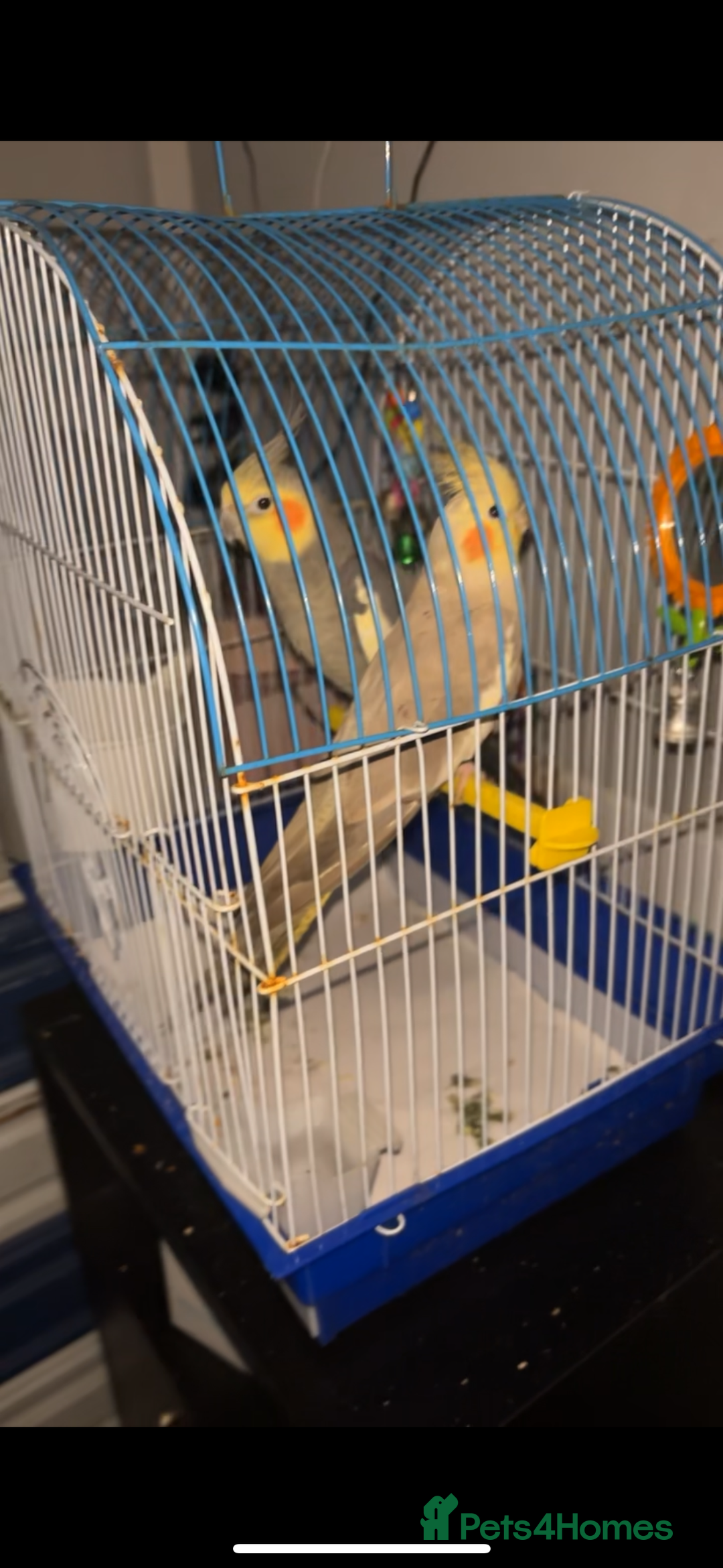 Cockatiels birds for sale: 4 beautiful cockatiels for sale  - Advert 3