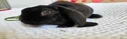 Rex rabbits for sale: Luxury Velveteen Lops  - Advert 19