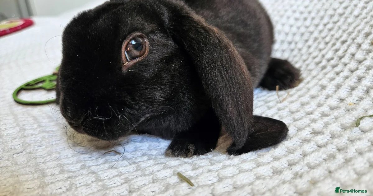 Rex Rabbits for sale | Pets4Homes