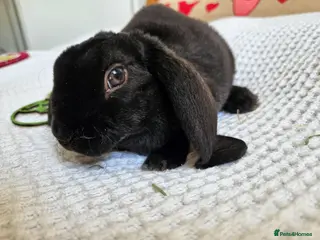 Rex rabbits Luxury Velveteen Lops - Advert 7