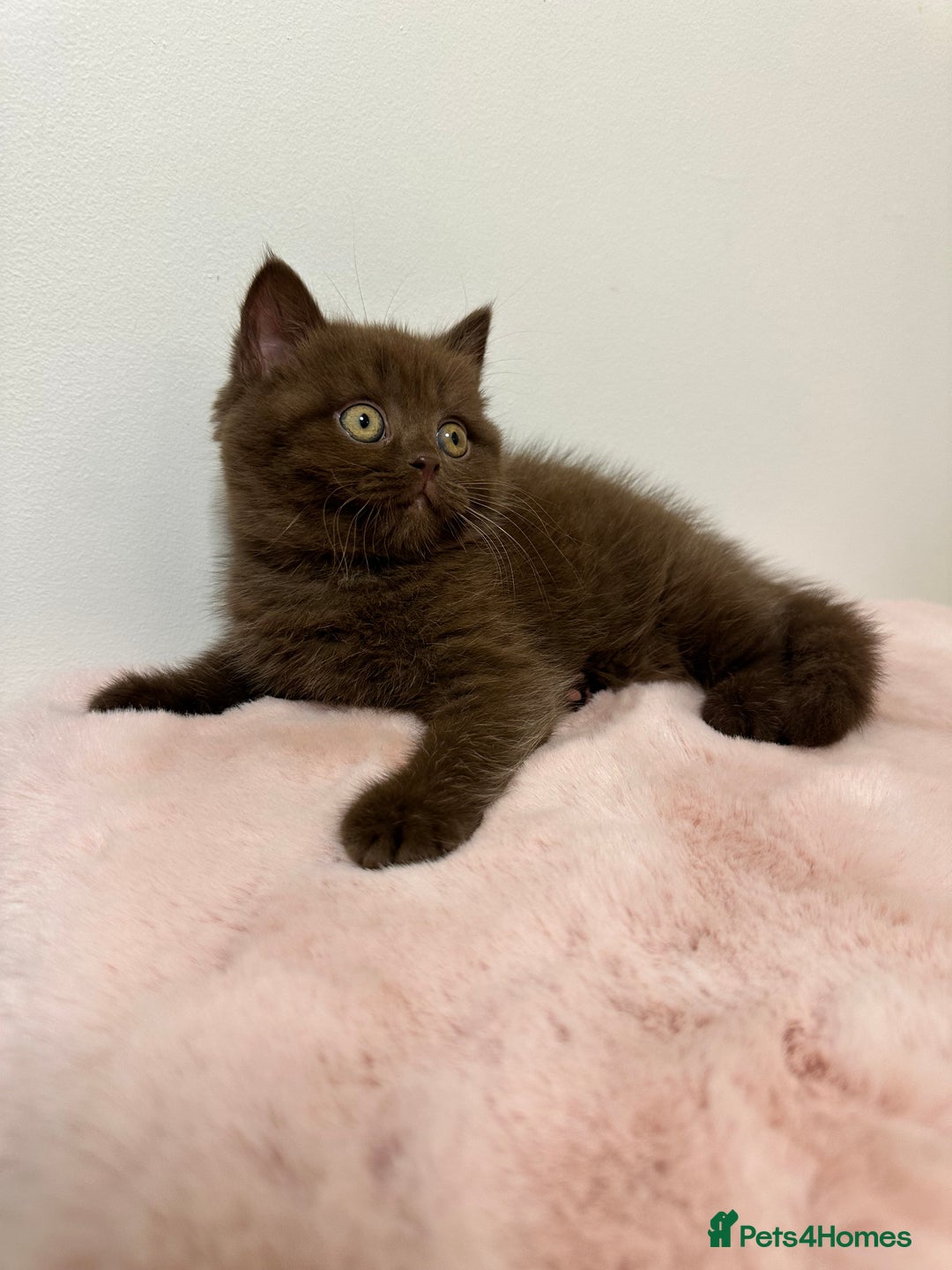 British Shorthair cats for sale: British Shorthair Chunky Chocolate Kittens🐻 - Advert 3