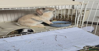 Mixed Breed rabbits - Advert 7