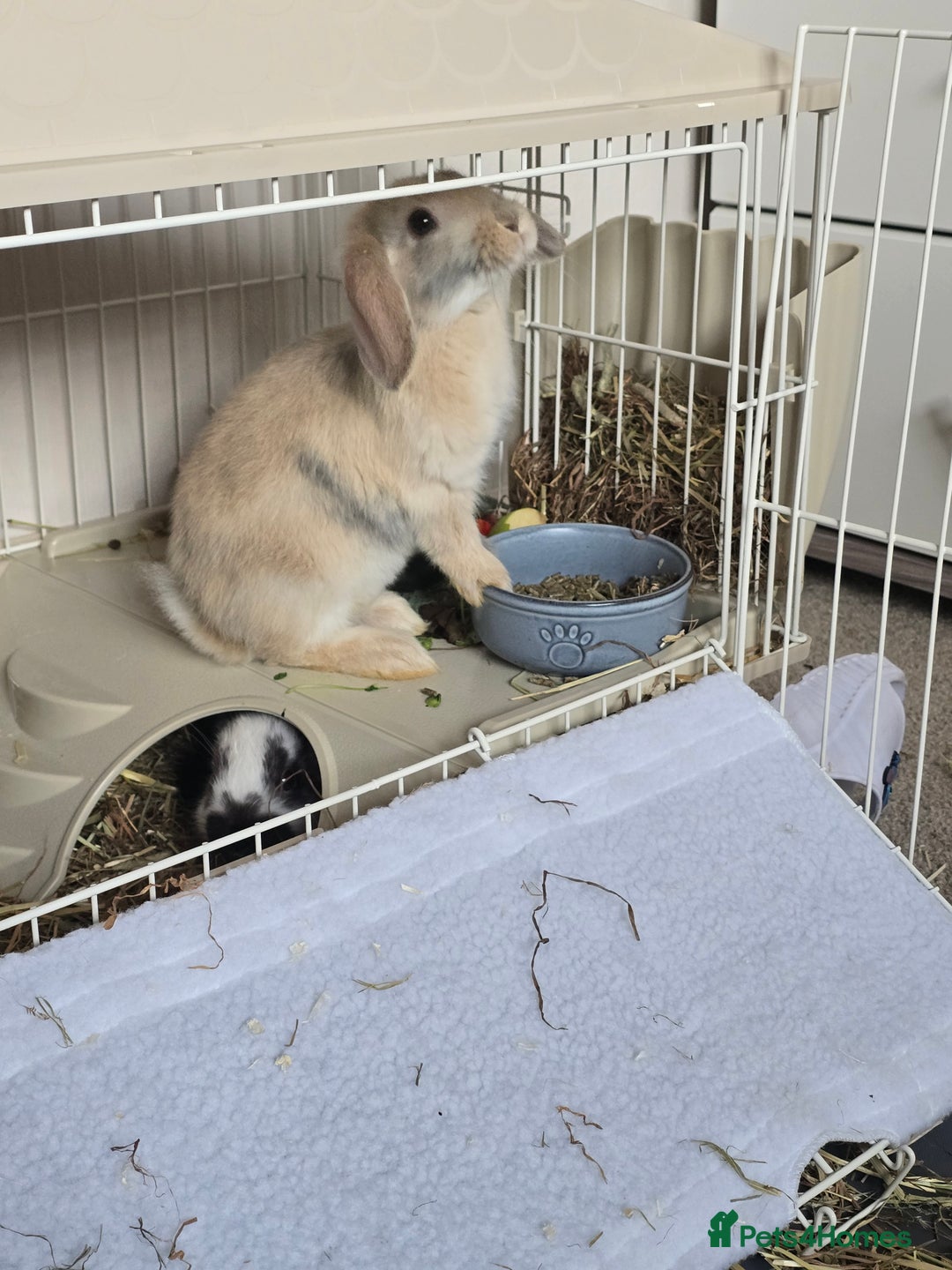 Mixed Breed rabbits for sale: 2 x Lop eared bunnies - Image 2