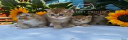 British Shorthair cats for sale: ✨ EXCEPTIONAL GOLDEN BRITISH SHORTHAIR BOYS ✨ - Advert 22