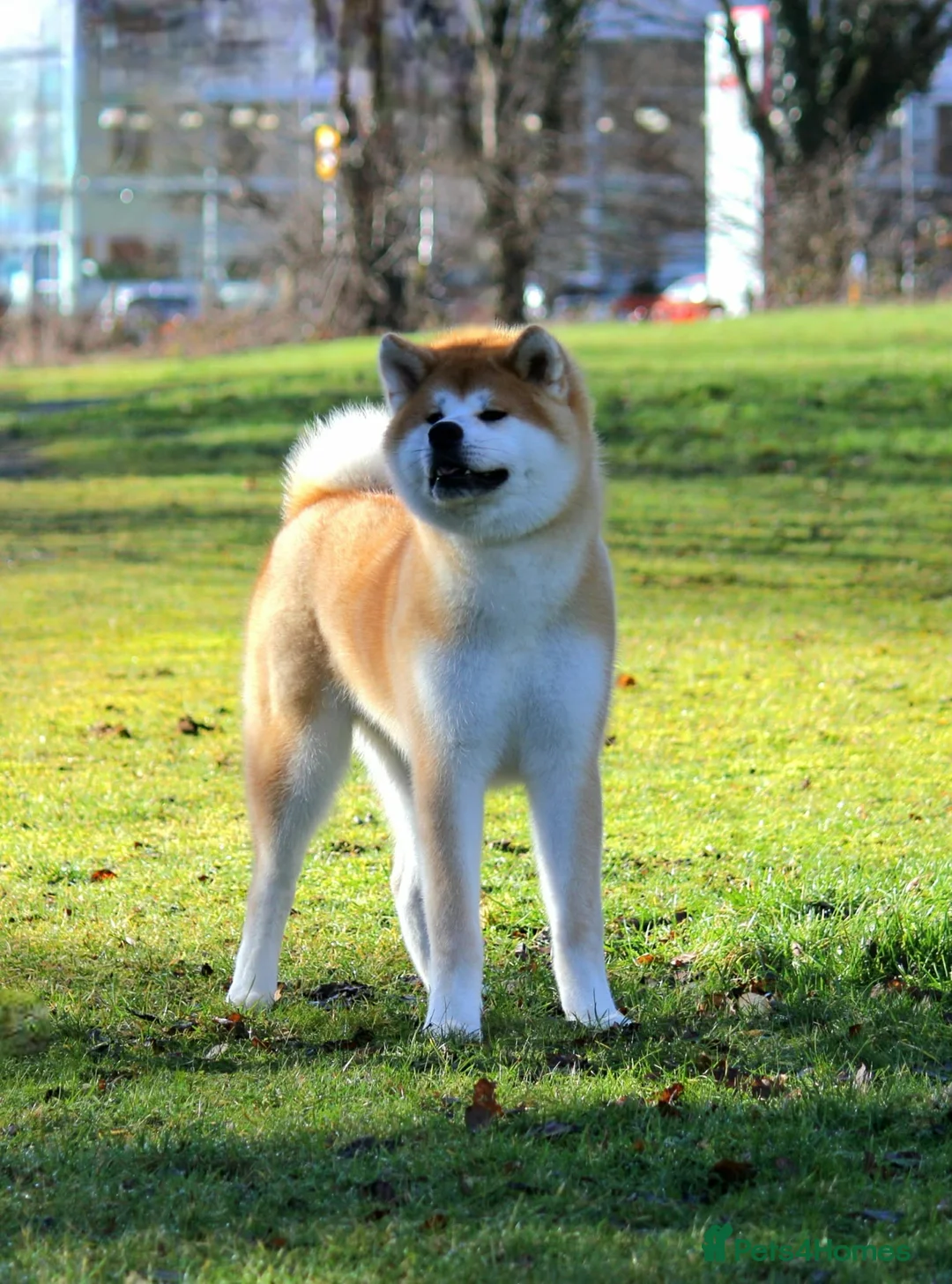 Japanese Akita Inu dogs for sale: Stunning Purebred JAI 7 months old male - Advert 3
