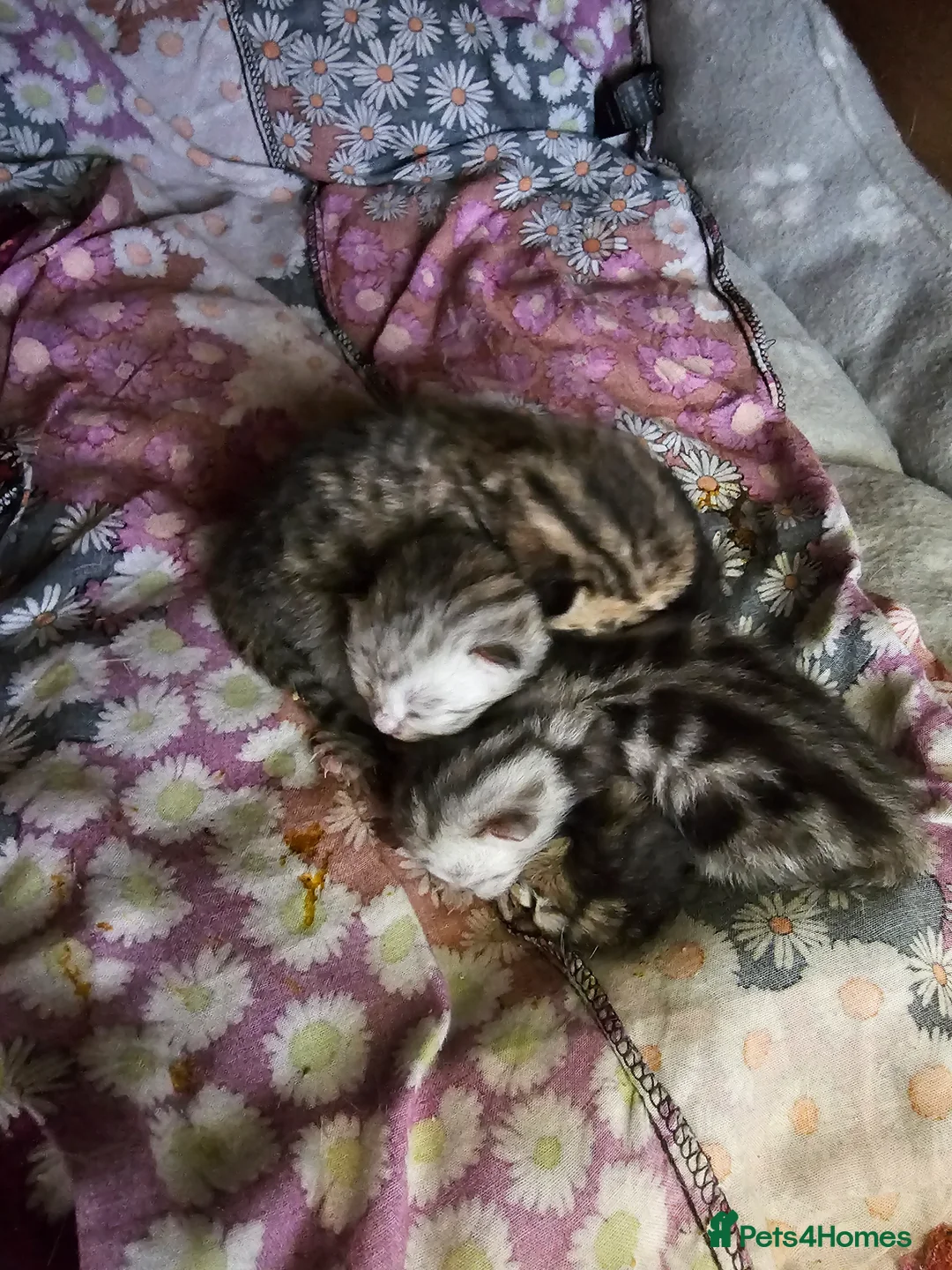 British Shorthair cats for stud: Beautiful Pure tabby bsh male "stud only" - Advert 2
