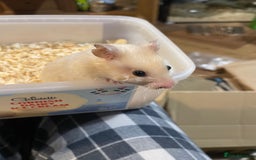 Hamster rodents for sale: Hamster free to a good home  - Advert 4