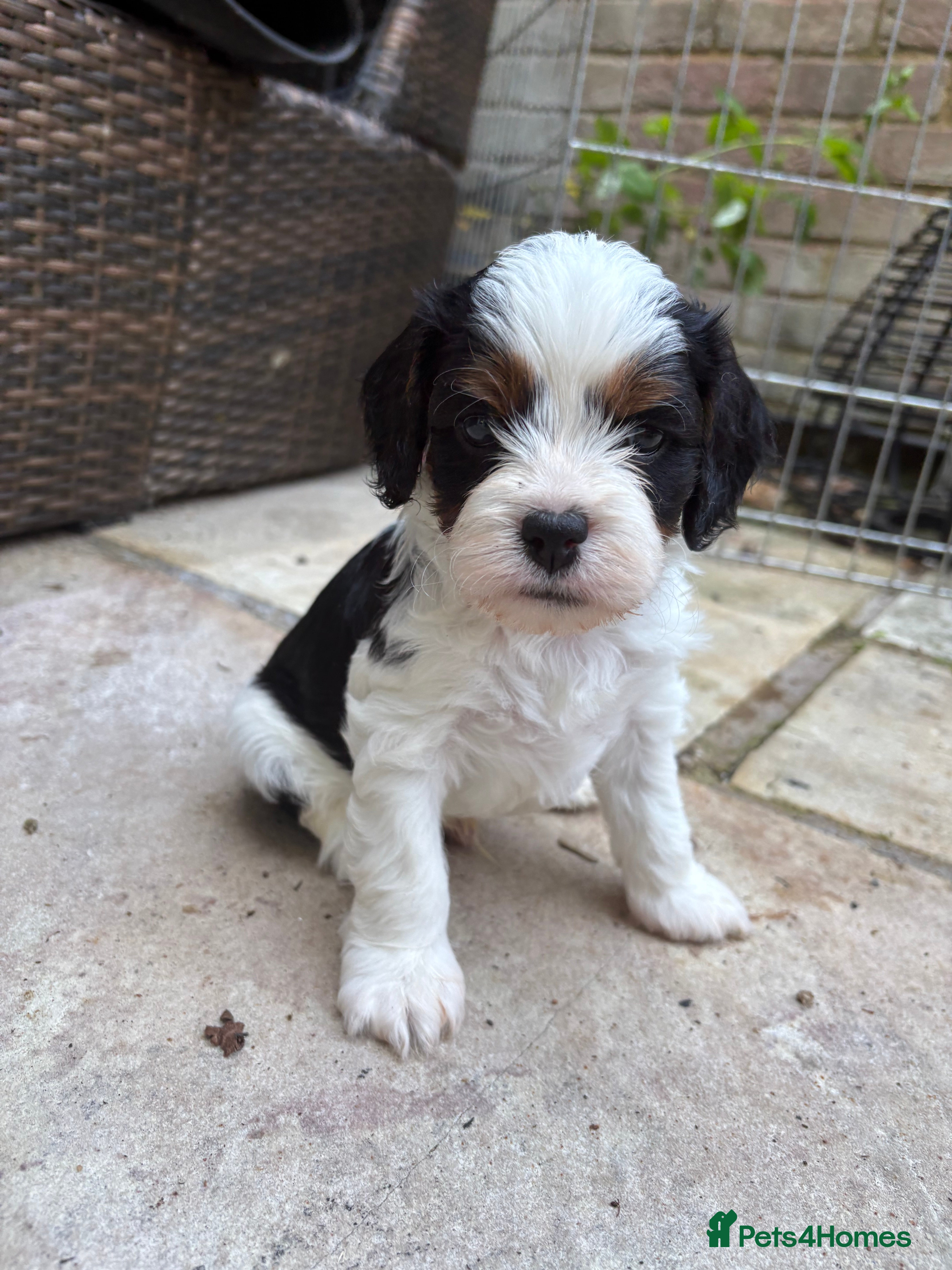 Cavapoochon dogs Beautiful Cavapoochon puppies - Advert 2