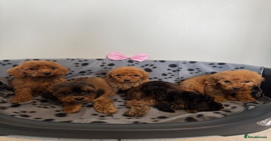Cockapoo dogs - Advert 2