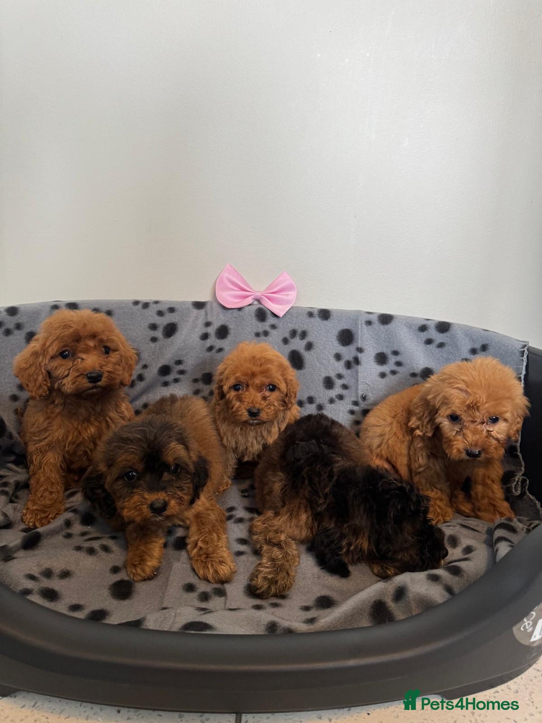 Cockapoo dogs for sale: F1 cockapoo puppies - Image 2