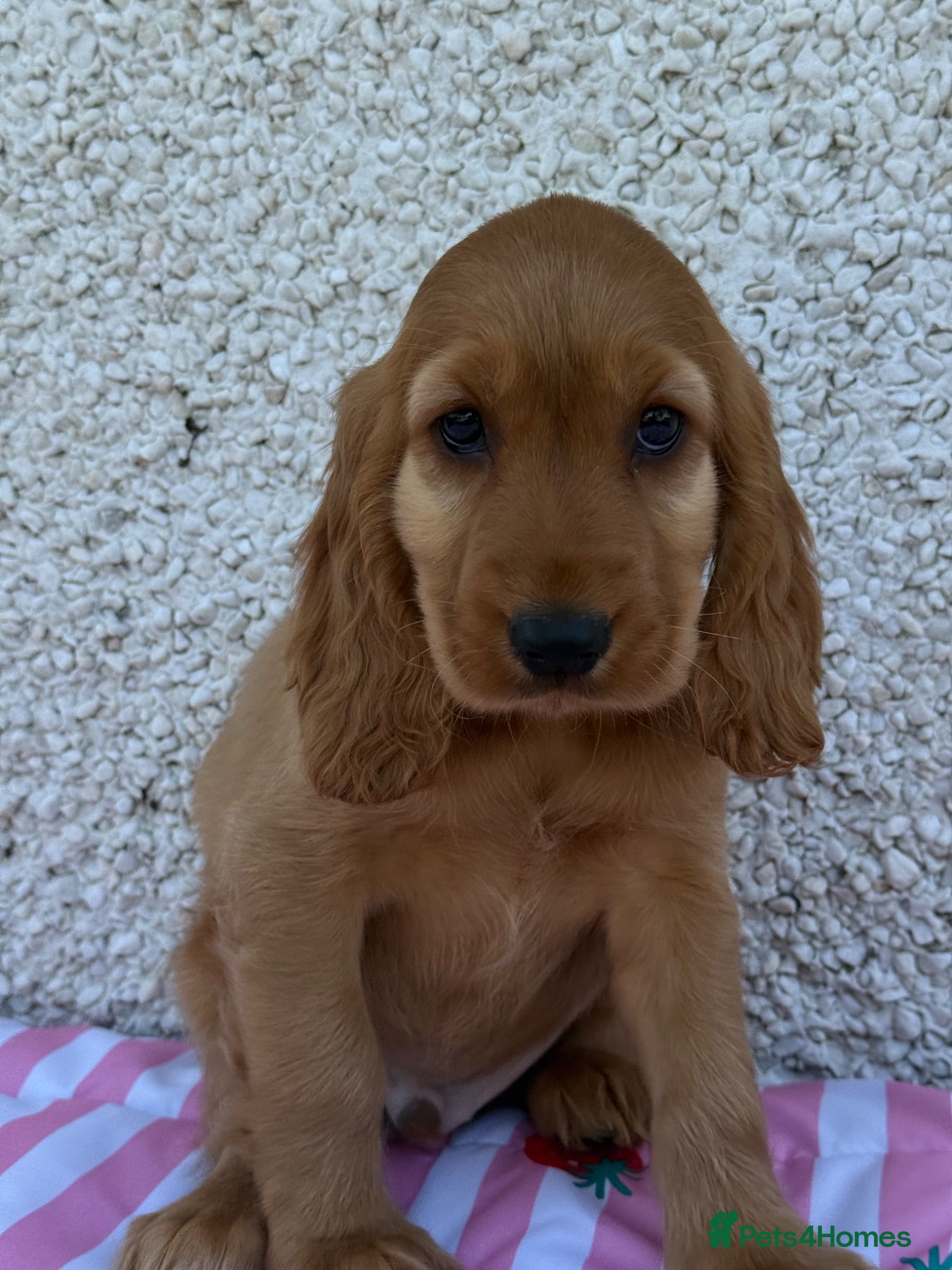 Cocker Spaniel dogs Show Cocker spaniel puppies - Advert 2
