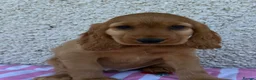 Cocker Spaniel dogs for sale: Show Cocker spaniel puppies - Advert 2