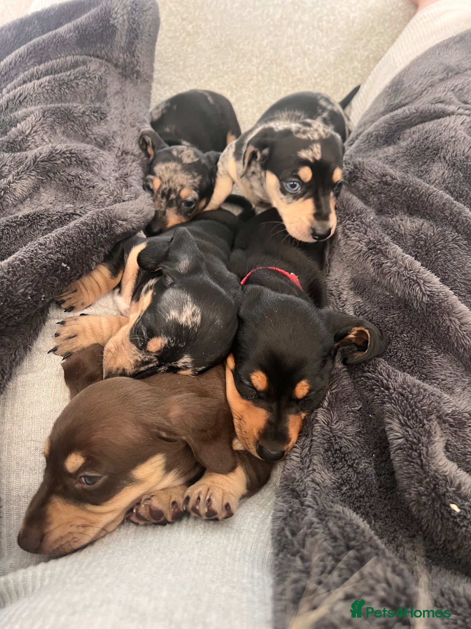 Miniature Dachshund dogs KC registered miniature dachshunds REDUCED - Advert 15