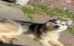 Siberian Husky dogs for sale: 2 year old Siberian husky  - Image 2