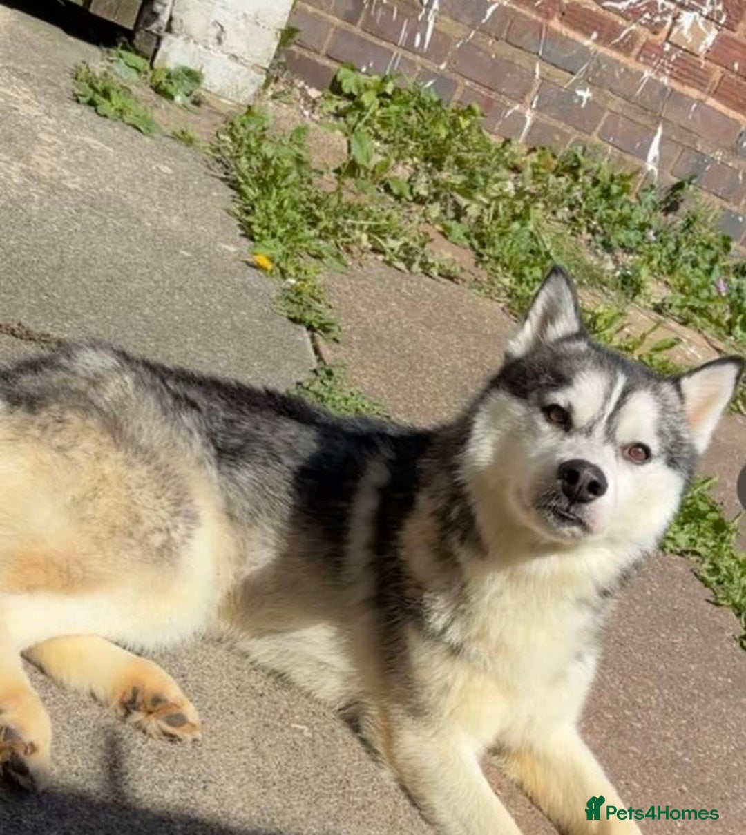 Siberian Husky dogs for sale: 2 year old Siberian husky  - Image 2