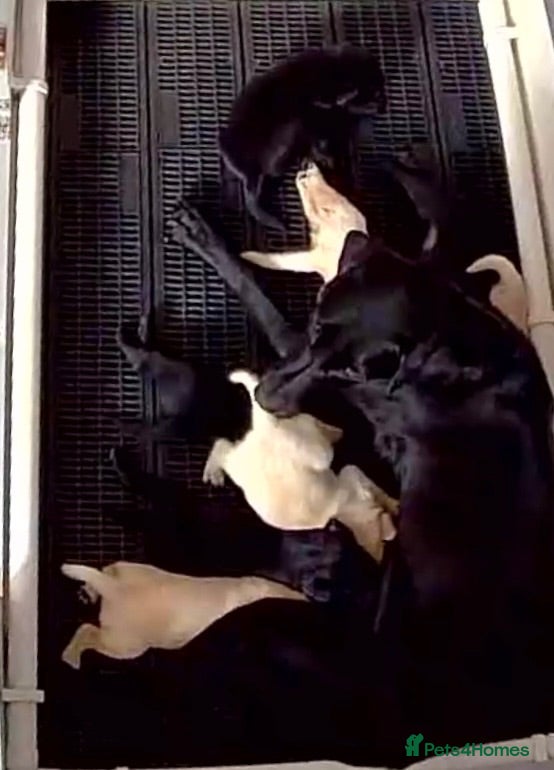 Labrador Retriever dogs KC REG LABRADOR RETRIEVER PUPPIES  - Advert 2