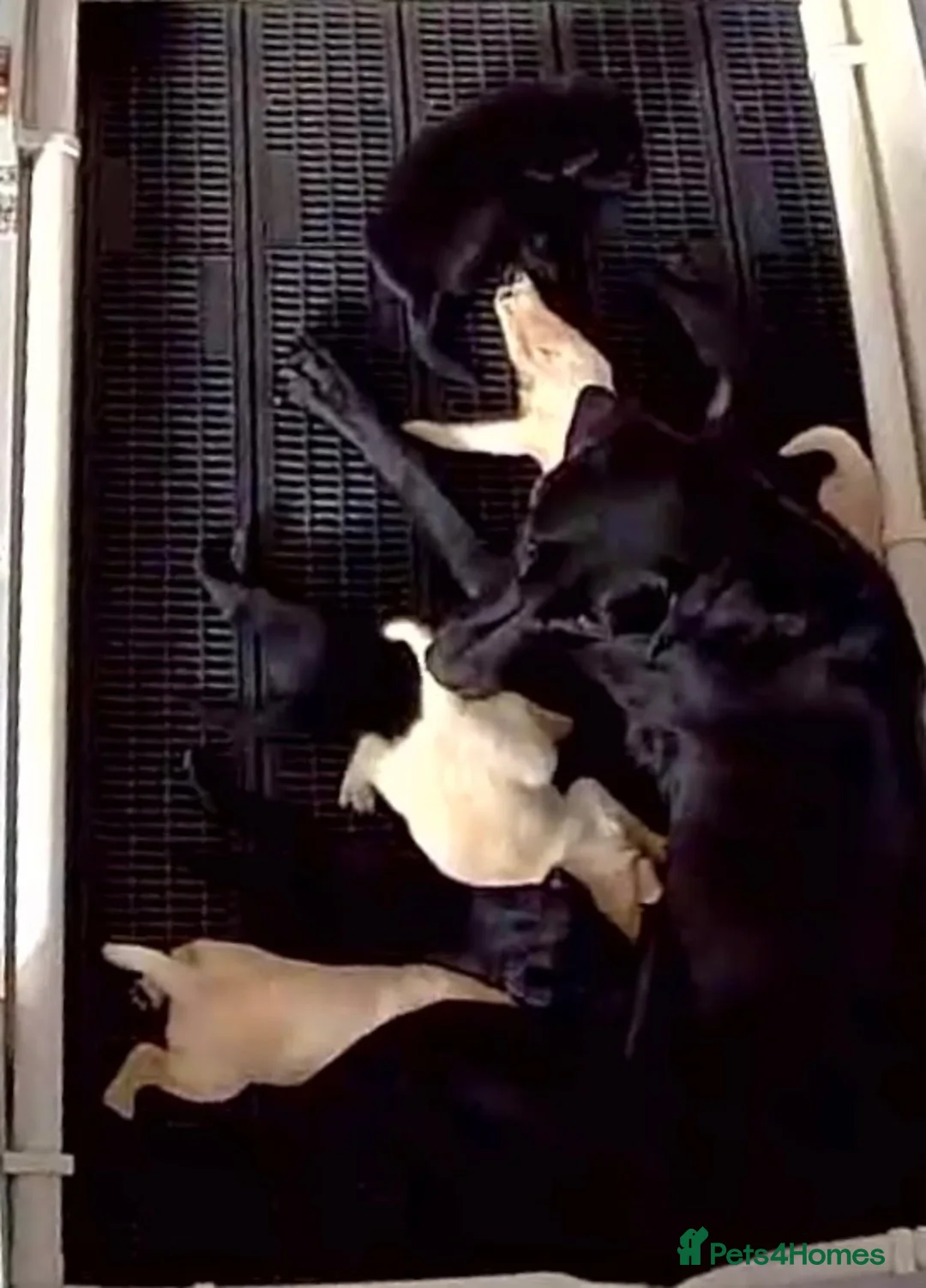 Labrador Retriever dogs for sale: KC REG LABRADOR RETRIEVER PUPPIES  in Waterlooville - Advert 2