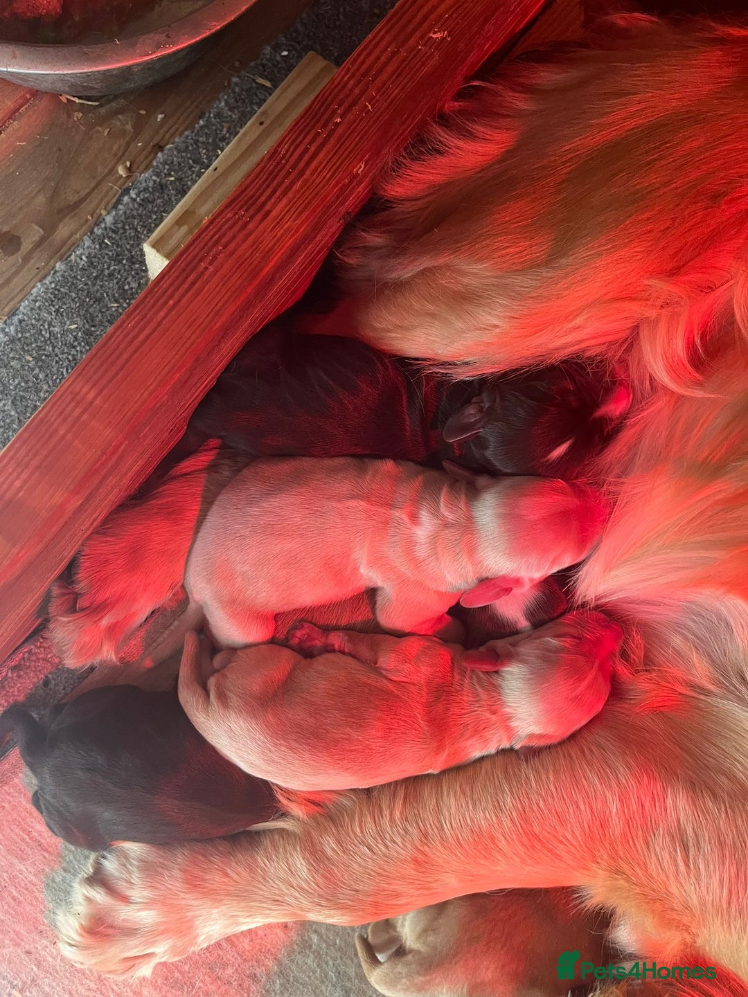 Cocker Spaniel dogs for sale: KC FTCH working cocker spaniel puppy’s  - Image 9