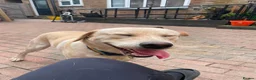 Labrador Retriever dogs for sale: 1 year old labrador  - Advert 2