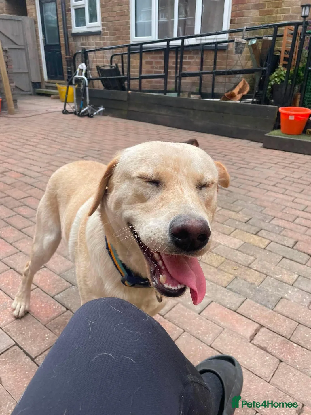 Labrador Retriever dogs for sale: 1 year old labrador  - Advert 2