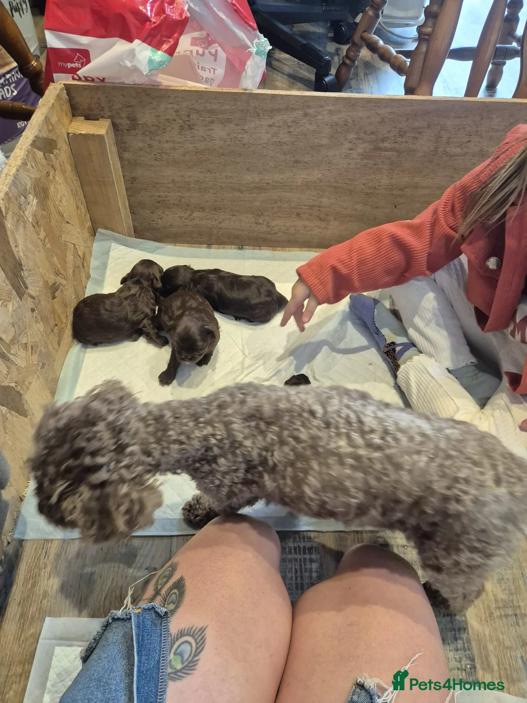 Mixed Breed dogs for sale: Chocolate Shorkie Poo - Advert 1