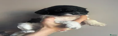 Sproodle 3