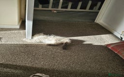 Persian cats for sale: Persian girl kitten  - Image 4