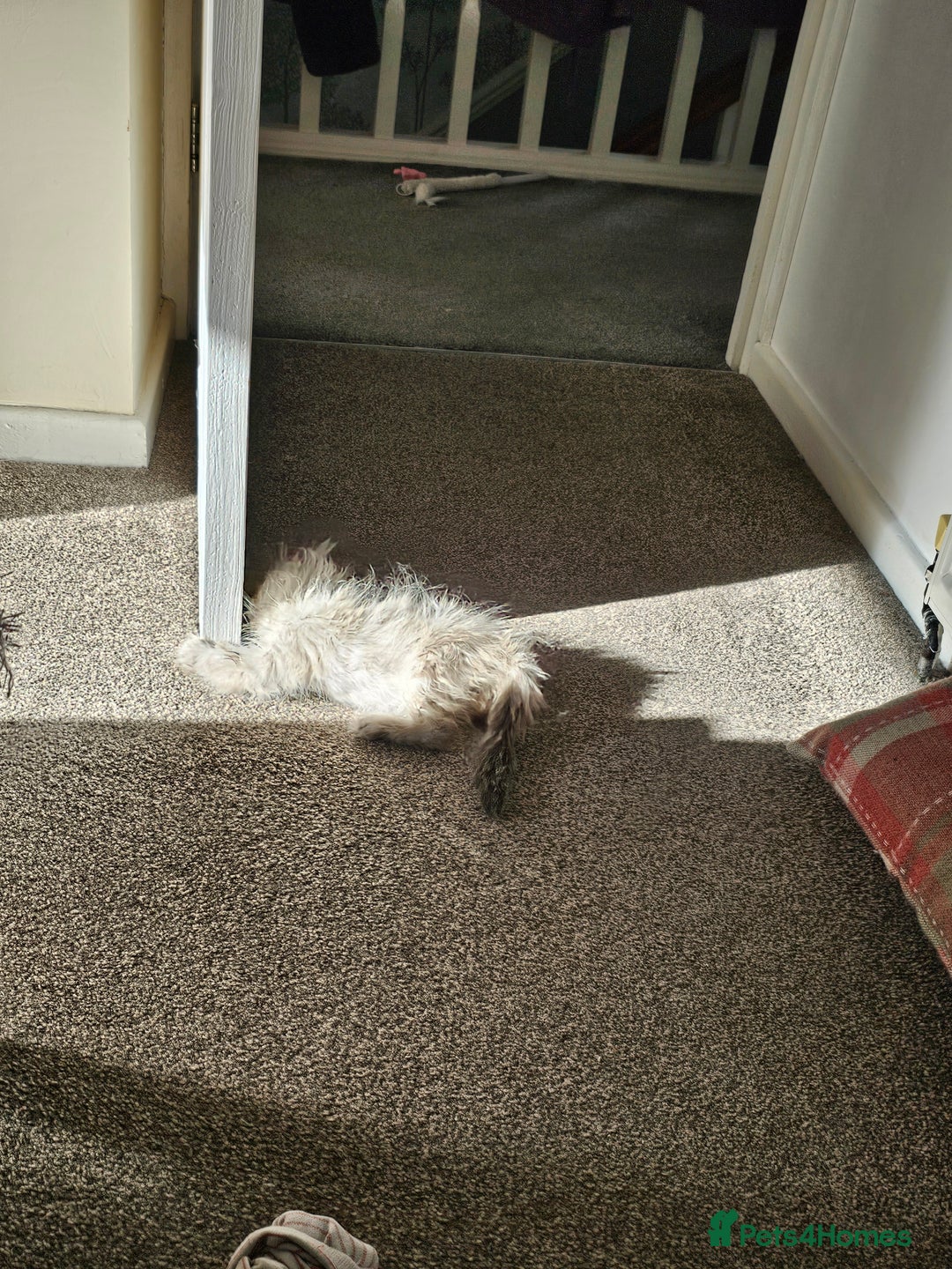 Persian cats for sale: Persian girl kitten  - Image 4