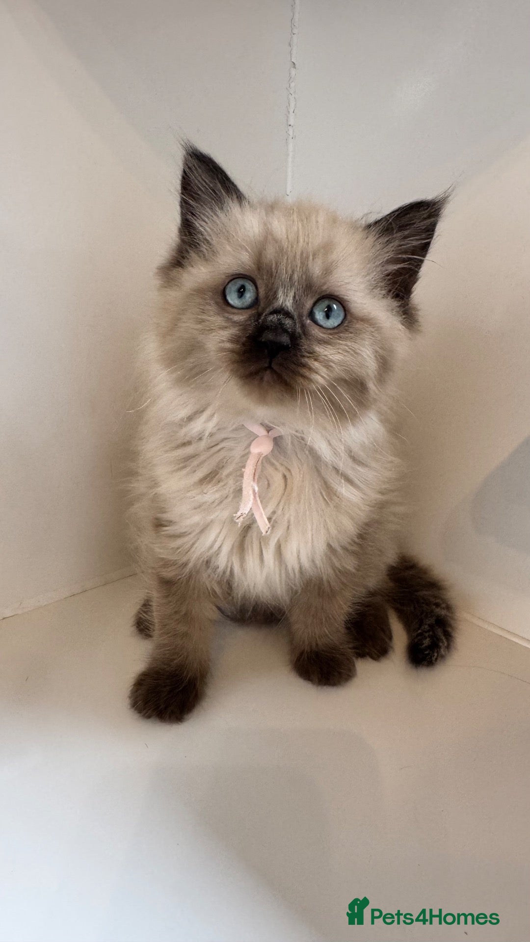 Ragdoll cats 1 Pedigree Seal Mink Ragdoll Kitten Available  - Advert 2