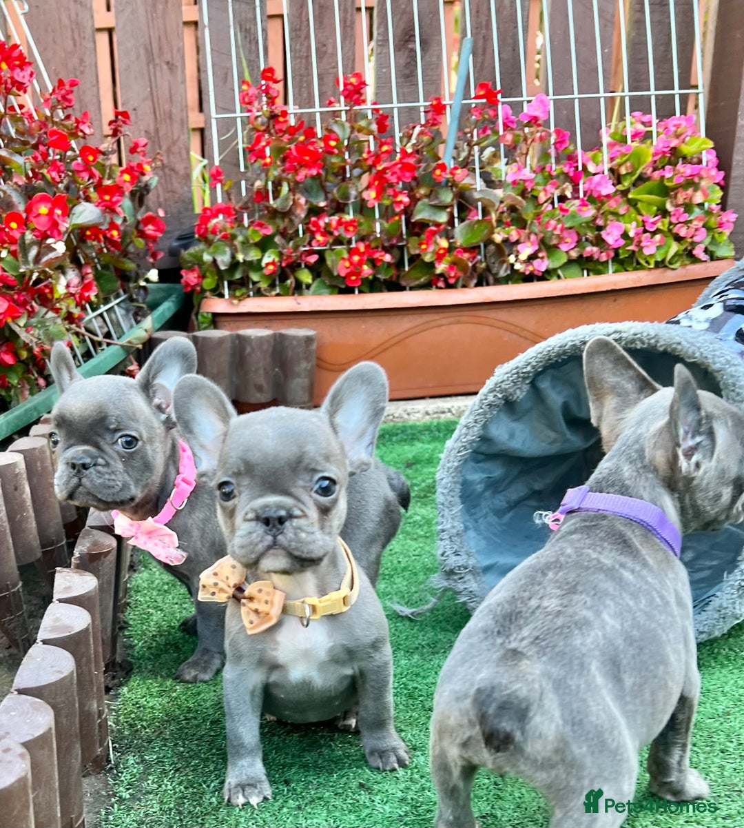 French Bulldog dogs for sale: Adorable Puppies Looking for a New Home! - Image 11