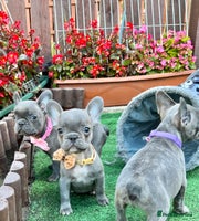 French Bulldog dogs - Advert 13