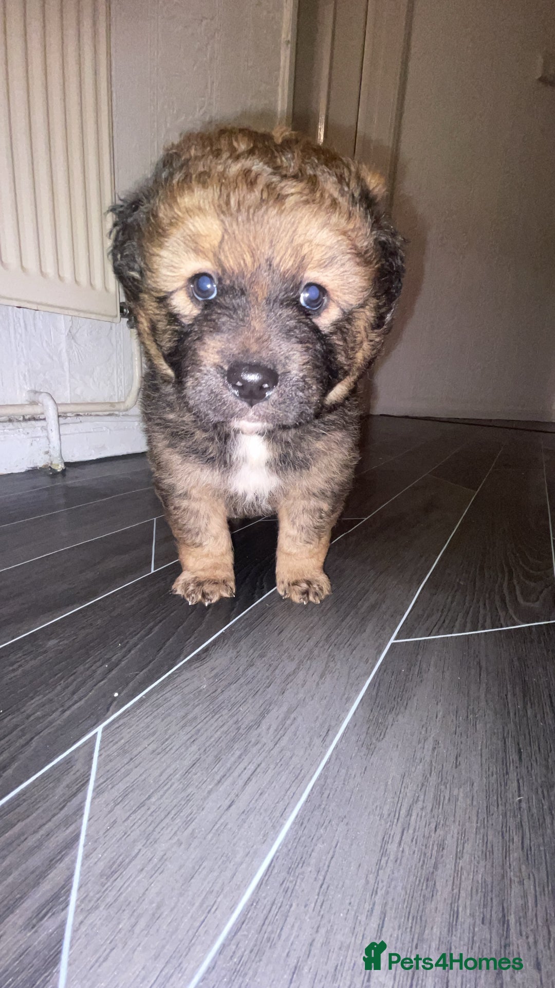 Mixed Breed dogs for sale: *only 1 male left* Malkita puppies 4 boys - Advert 16
