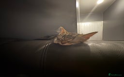 Mixed Breed cats for sale: Selling kitten tabby x bengal - Image 4