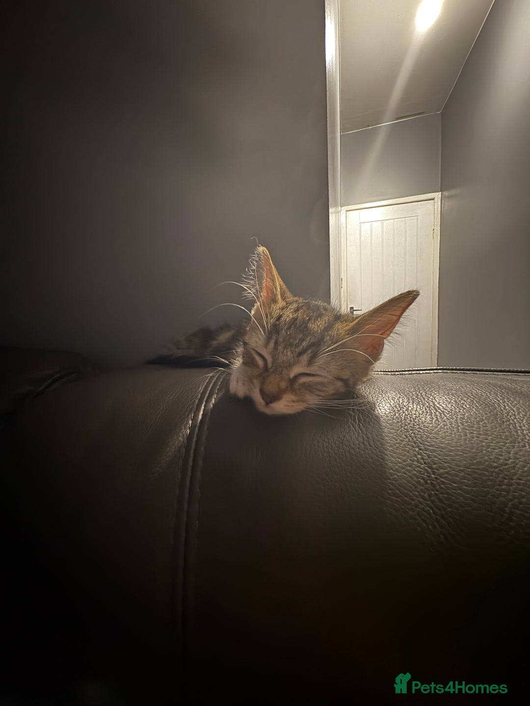 Mixed Breed cats for sale: Selling kitten tabby x bengal - Image 4
