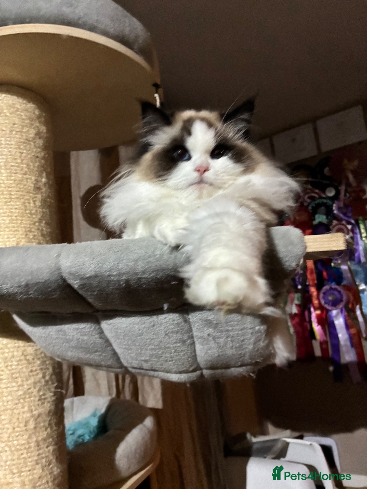 Ragdoll cats Pedigree ragdoll female  - Advert 2