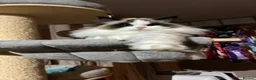 Ragdoll cats for sale: Pedigree ragdoll female  - Advert 1
