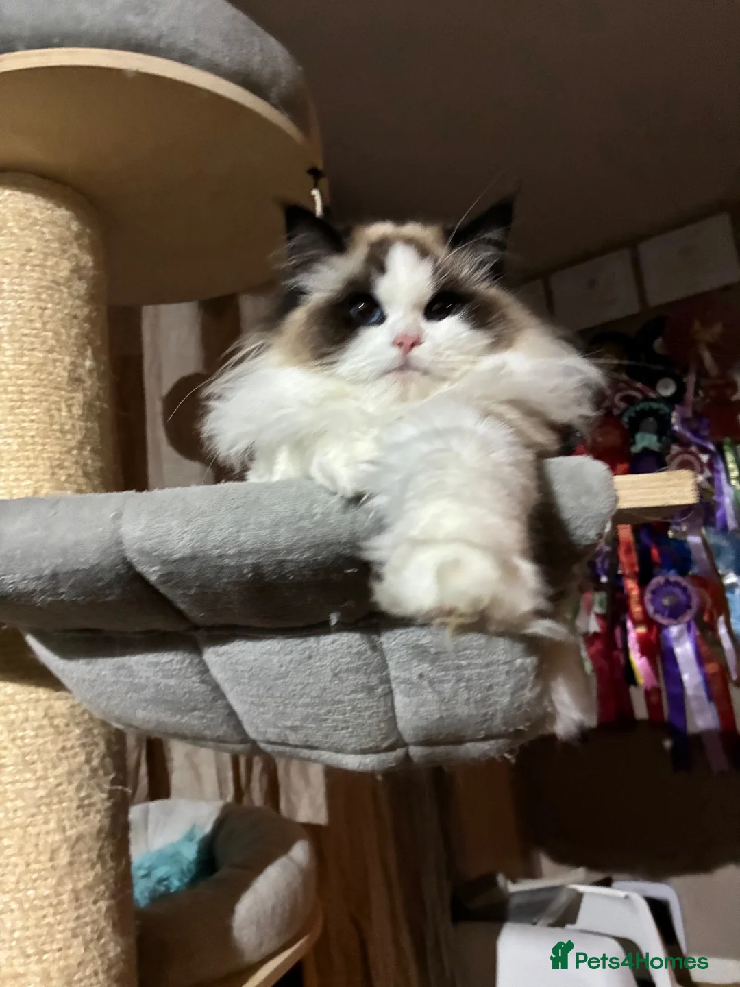 Ragdoll cats for sale: Pedigree ragdoll female  - Advert 1