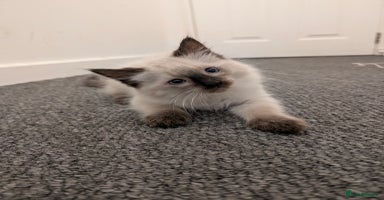 Ragdoll cats - Advert 8