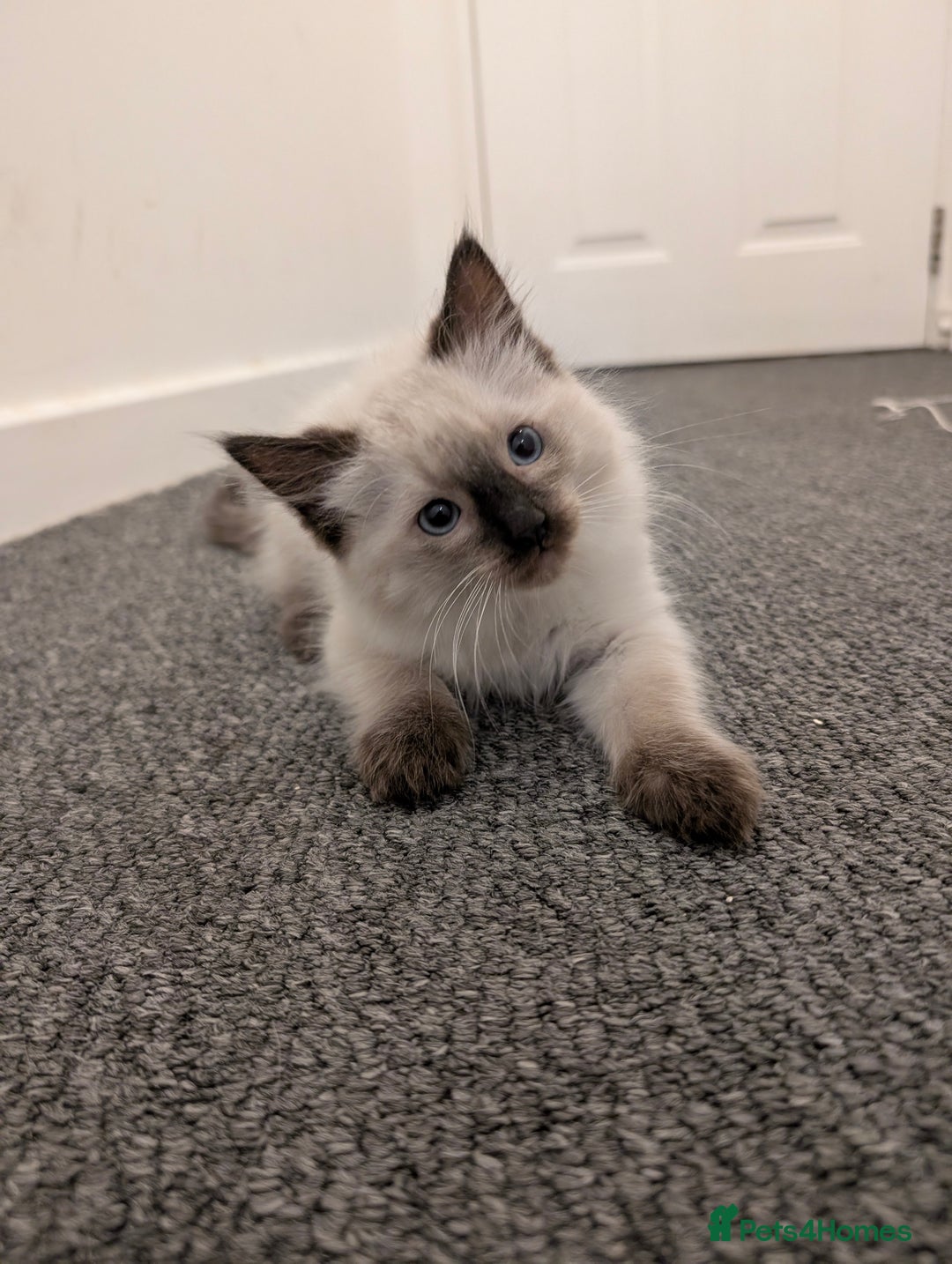 Ragdoll cats for sale: Cute Ragdoll Kittens ( Ready to be rehomed) - Image 2
