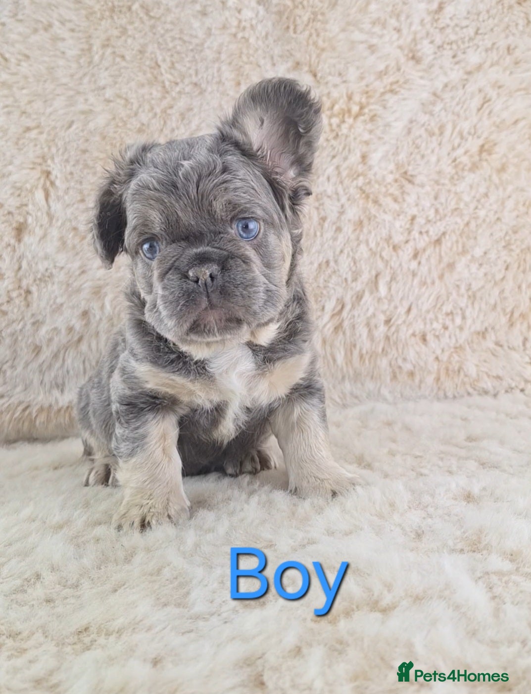 French Bulldog dogs Fluffy Lilac And Tan French Bulldogs  - Advert 1