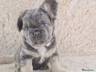 French Bulldog dogs Fluffy Lilac And Tan French Bulldogs - Advert 1