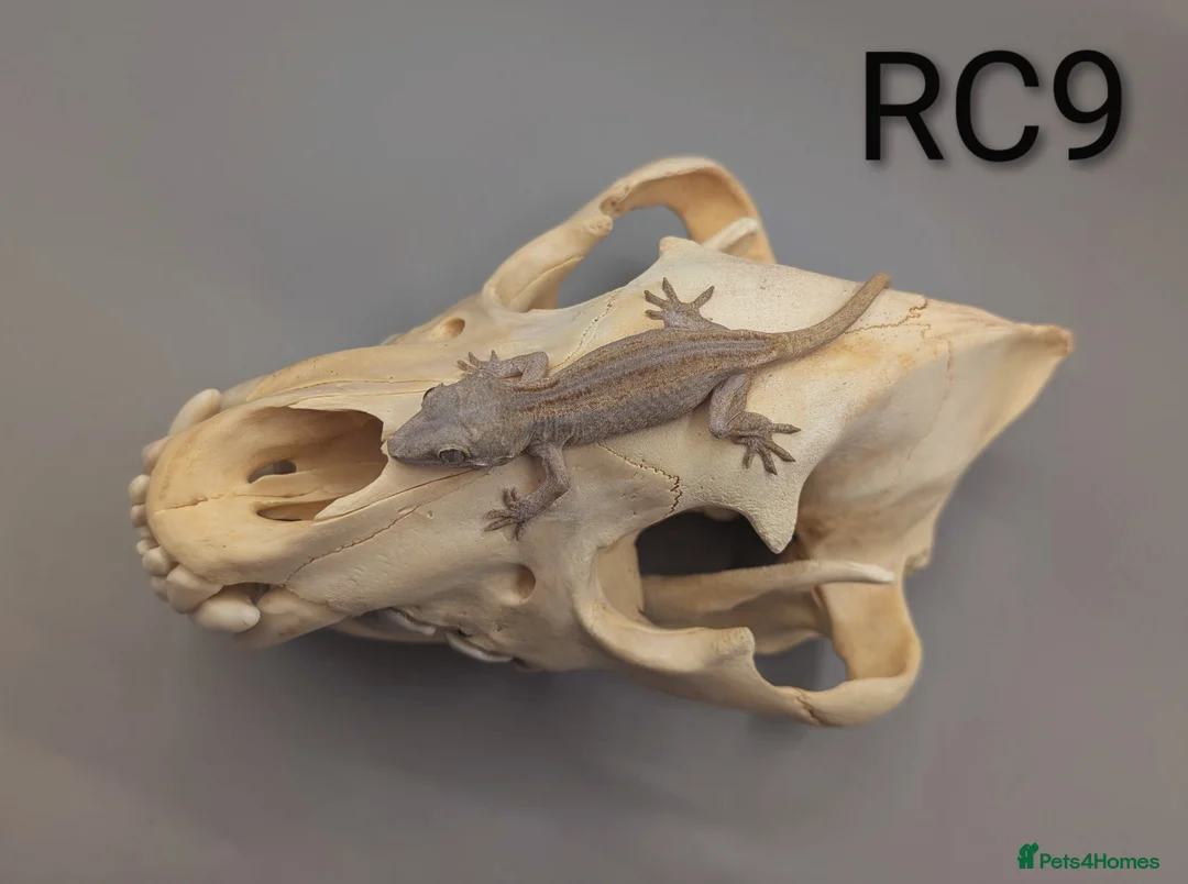 Gecko reptiles for sale: Red & Orange Stripe Gargoyle Gecko CB25  - Advert 3