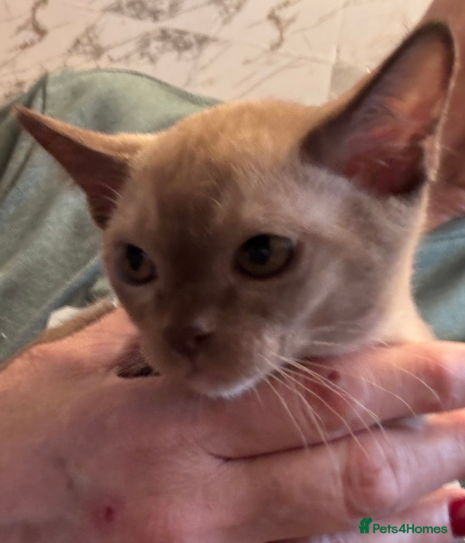 Burmese cats for sale: Adorable Burmese Kittens - Advert 12