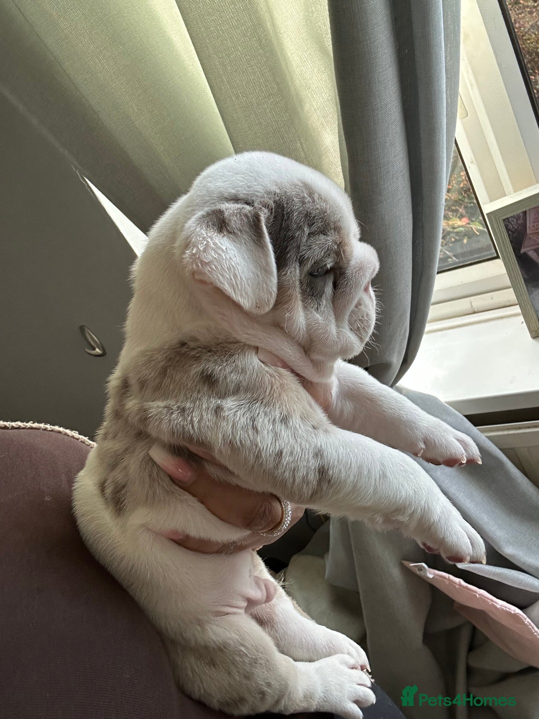 English Bulldog dogs for sale: Last Female English bulldog puppy  - Advert 26