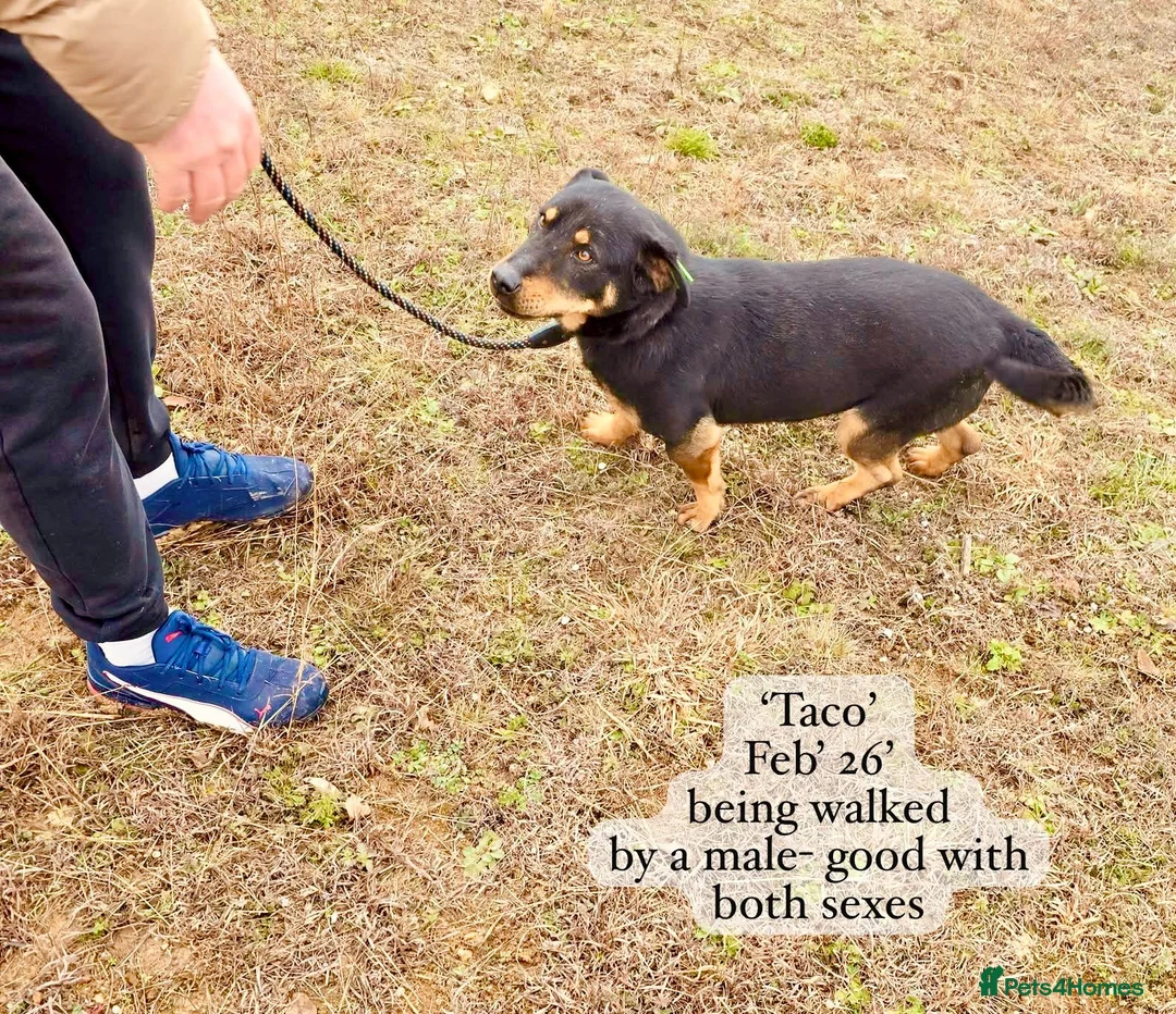 Mixed Breed dogs for adoption: Taco, 10-12 months old. Available for adoption. - Advert 1