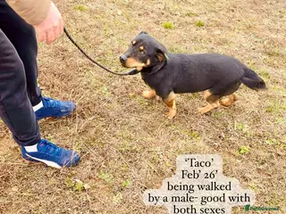 Mixed Breed dogs Taco, 10-12 months old. Available for adoption. - Advert 6