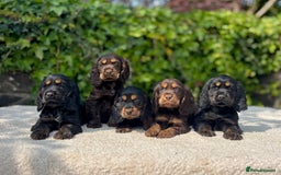 Cocker Spaniel dogs for sale: Black Tan and Chocolate Tan Show Cocker Spaniels  - Image 3