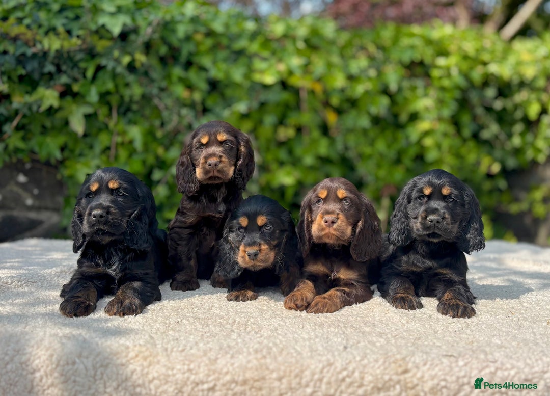 Cocker Spaniel dogs for sale: Black Tan and Chocolate Tan Show Cocker Spaniels  - Image 3