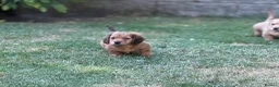 Mixed Breed dogs for sale: Two beautiful dachshund x schweenie  in Chester - Advert 20
